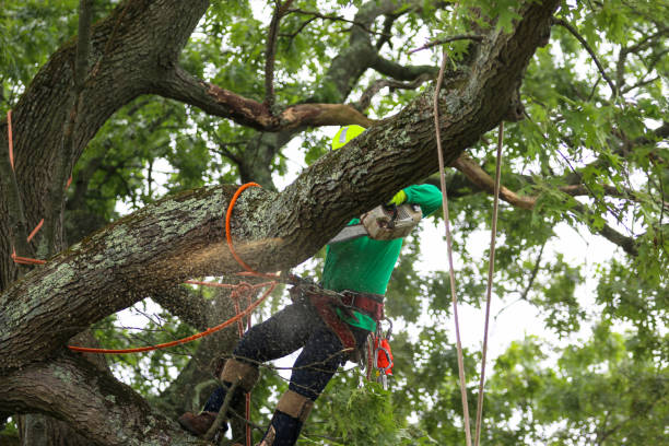 How Our Tree Care Process Works  in  Wewoka, OK