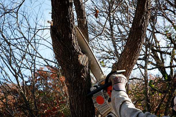 Best Stump Grinding and Removal  in Wewa, OK